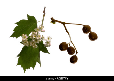 Wild Service Tree Sorbus torminalis fiore foglie e frutta Surrey in Inghilterra Foto Stock