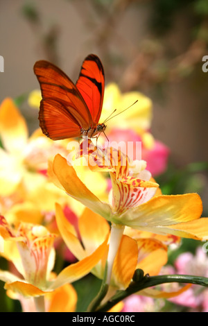 Butterfly arroccato su fiore giallo Foto Stock