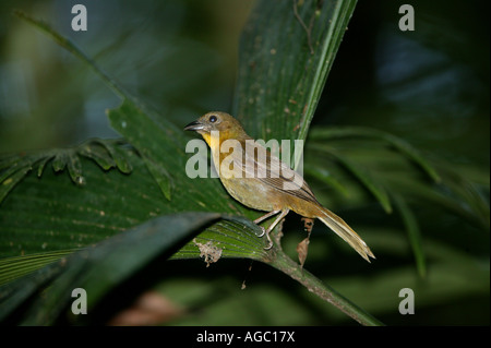 Femmina rosso-throated Ant-tanager, nome scientifico; Habia fuscicauda, nella foresta pluviale del Parco Metropolitano, vicino a città di Panama, Repubblica di Panama. Foto Stock