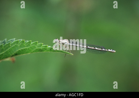 Femmina blu comune DAMSELFLY, Enallagma cyathigera Foto Stock