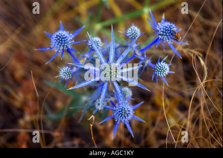 Thistle crescendo in Gran Sasso d'Italia e dei Monti della Laga Parco Nazionale d Abruzzo, Italia. Foto Stock