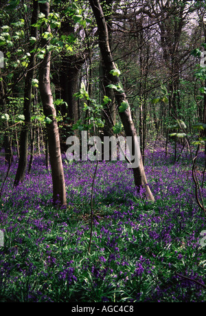 Legno di Bluebell Foto Stock