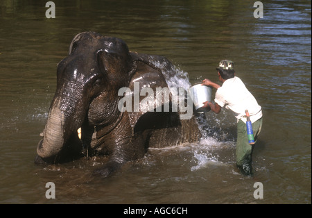 Mahout bagnando il suo lavoro elefante in un fiume che scorre attraverso le foreste di teak in Birmania,Myanmar Foto Stock