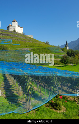 Castello Gutenberg circondato dai vigneti di Balzers, Liechtenstein li Foto Stock