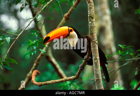 Brazi,l'Iguazu, Giant toucan al Parco Nazionale di Iguazu Foto Stock