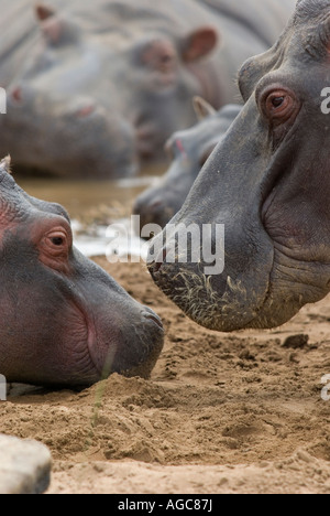 Gruppo di ippopotami comuni Foto Stock