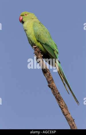 ROSE-inanellati parrocchetto femmina (Psittacula krameri) Bharatpur Parco Nazionale, India Foto Stock