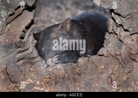 Wombat comune (Vombatus ursinus) dormire in den Foto Stock