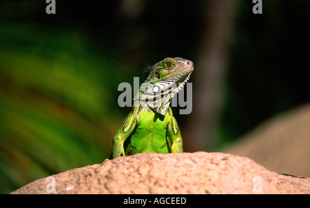 Un iguana verde in posa di sole caldo sull'isola di Aruba Caraibi Foto Stock