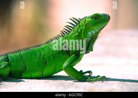 Un iguana verde in posa di sole caldo sull'isola di Aruba Caraibi Foto Stock