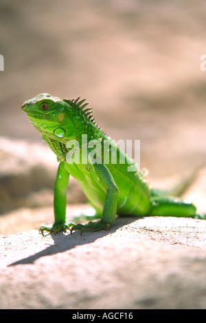 Un iguana verde in posa per una fotografia nella splendida isola di Aruba Foto Stock