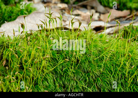 Dicranum moss mostra coppia sporophytes crescente fino al di fuori dell'gametofiti aploidi Foto Stock