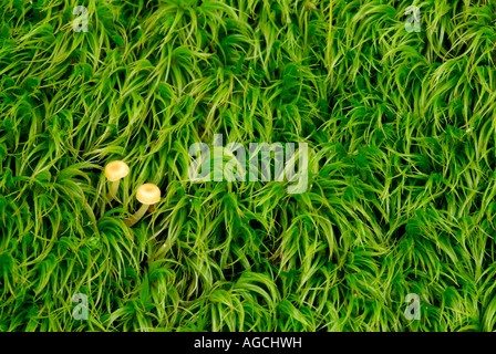 Close up dei gametofiti verde della cellula di briofita Dicranum sp con due piccoli funghi Foto Stock