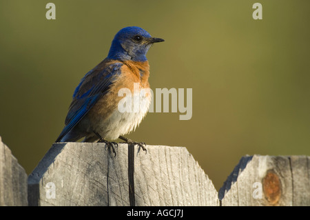 Colorato maschio Western Bluebird arroccato su una recinzione in legno a Pine Valley, Contea di San Diego, California Foto Stock