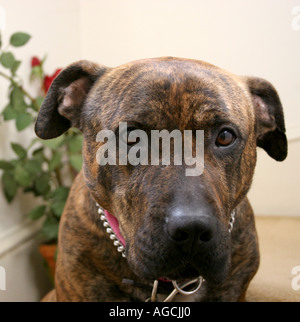 Brindle brown pit bull terrier mutt Foto Stock