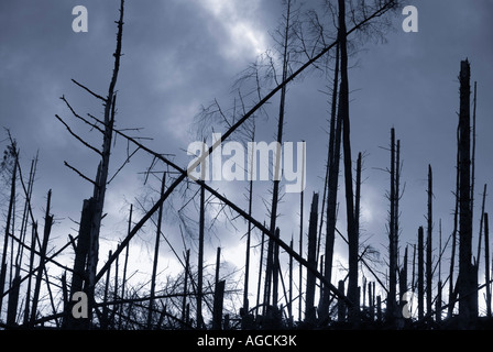 Silhouette di un albero morto i trunk di piantagioni forestali danneggiate da forti venti, Isola di Skye in Scozia Foto Stock