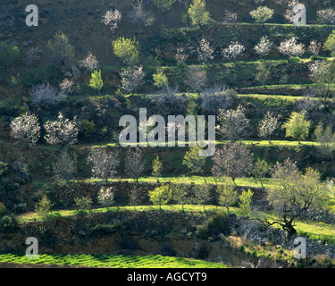 CY - TROODOS: la primavera nelle montagne di Troodos Foto Stock