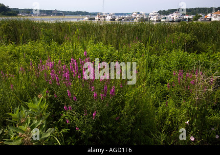 Una imbarcazione marina in Montague Michigan vista attraverso il fogliame che include Purple Loosestrife milkweed cattails e altri Foto Stock