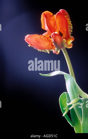 Parrot Tulip rococò Foto Stock