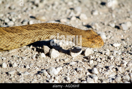 Cape Cobra. Naja nivea. Snake in movimento transfrontaliero del Kalahari Park South Africa RSA Foto Stock