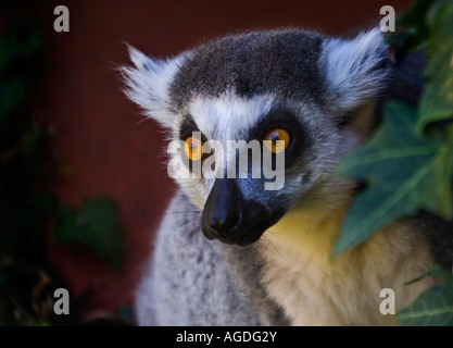 Ritratto di un anello Tailed Lemur (Lemur catta) seduto tra foglie d'edera Foto Stock