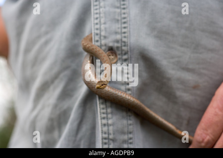 Serpente liscio Coronella austriaca con il ricercatore su Hartland Moor Dorset Foto Stock