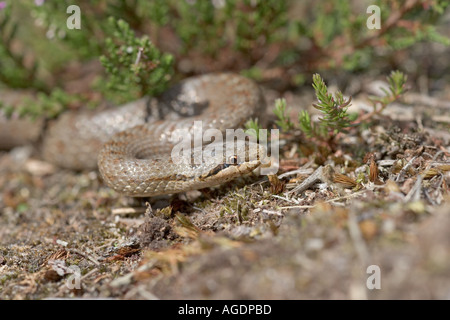 Serpente liscio Coronella austriaca su Hartland Moor Dorset Foto Stock