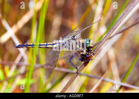 Femmina nera Tailed Skimmer Dragonfly Orthetrum cancellatum mangiando un hoverfly Foto Stock