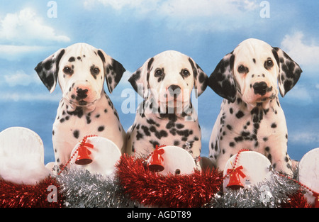 Tre cani dalmata cuccioli - con decorazioni di Natale Foto Stock