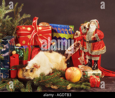 La cavia tra la decorazione di Natale Foto Stock