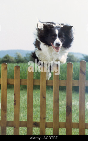 Border Collie cane - saltando oltre il recinto Foto Stock