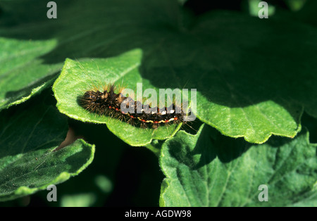 Nodo erba Moth Caterpillar Acronicta rumicis Foto Stock