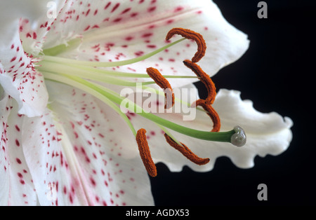 Lily close up contro uno sfondo nero Foto Stock