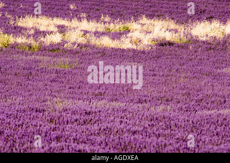 Francia Provenza Sult area campi di lavanda Foto Stock