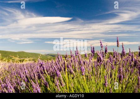 Francia Provenza Sult area campi di lavanda Foto Stock