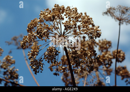 Angelica officinalis seedhead Foto Stock