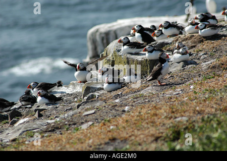 I puffini nidificazione sulle isole farne Foto Stock