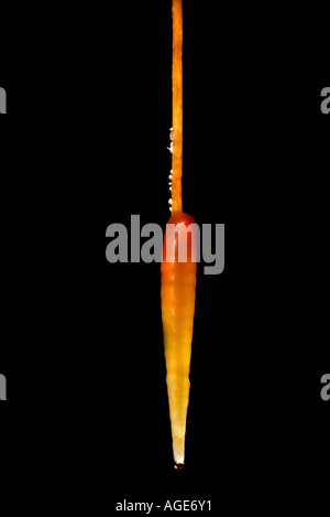 Stalattiti di paglia con la classica forma di carota e un gocciolamento di acqua sulla punta Mendip Somerset Inghilterra Foto Stock