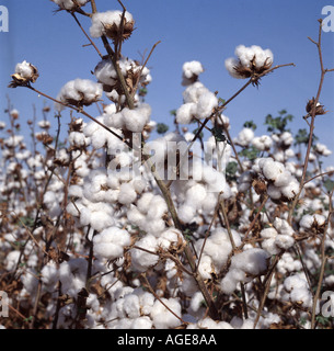 Il raccolto di cotone in bolls aperto prima della raccolta California USA Foto Stock