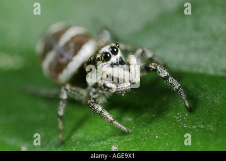 Zebra spider, Salticus Scenicus, seduta su una foglia. La Zebra spider è una piccola crociera jumping. Foto Stock