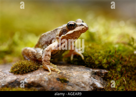 Rana comune Foto Stock