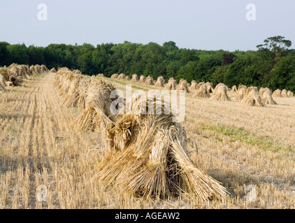 Stooks di lattoneria reed nel raccolto di cereali. Foto Stock