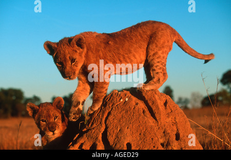 Lion Panthera leo di due mesi di età i cuccioli giocando su termite mound Africa Subsahariana Foto Stock