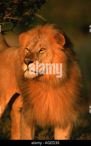 Lion Panthera leo ritratto maschile di Africa Subsahariana Foto Stock