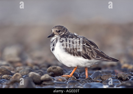 Turnstone Arenaria interpres alla ricerca permanente di alert Foto Stock