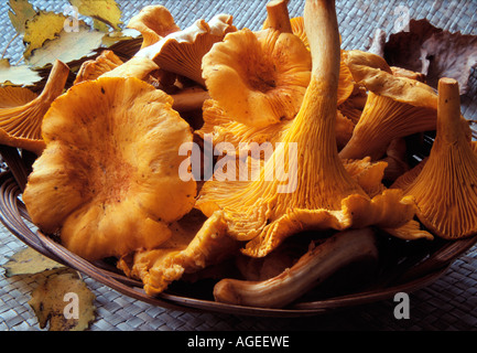Golden Cantarelli Foto Stock