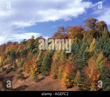 Autunno bello e mite autunno colori colori su The Chiltern scarpata vicino all'autostrada M40. Foto Stock