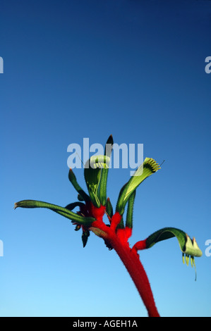 Rosso e verde zampa di canguro o Mangels zampa di canguro Anigozanthos mangelsii Floral emblema dell Australia Occidentale Foto Stock