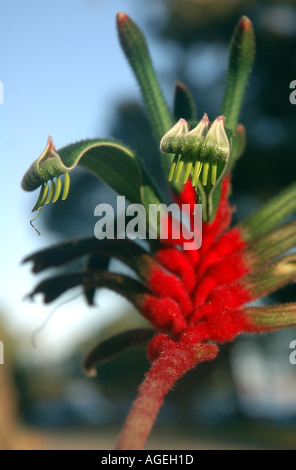 Rosso e verde zampa di canguro o Mangels zampa di canguro Anigozanthos mangelsii Floral emblema dell Australia Occidentale Foto Stock