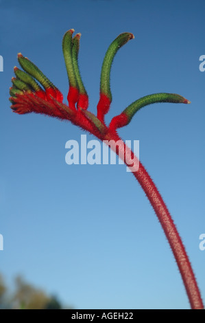 Rosso e verde zampa di canguro o Mangels zampa di canguro Anigozanthos mangelsii Floral emblema dell Australia Occidentale Foto Stock